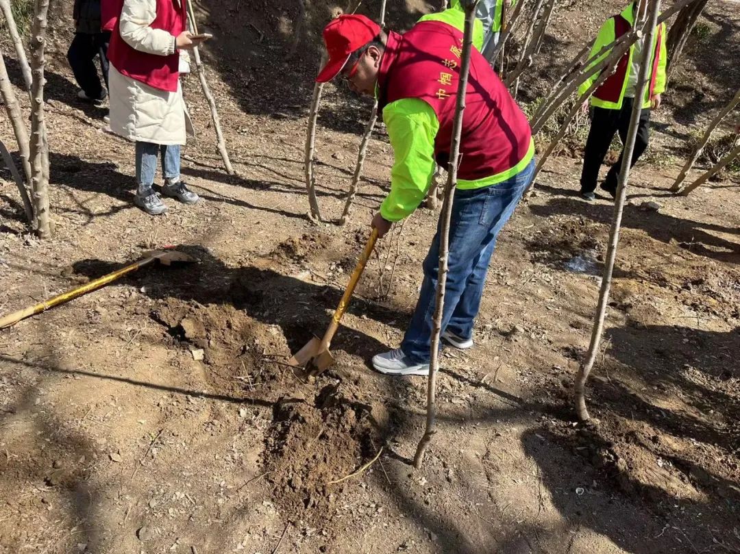植”此青绿 共护家园——蓬建集团积极组织青年员工参加义务植树活动(图2)